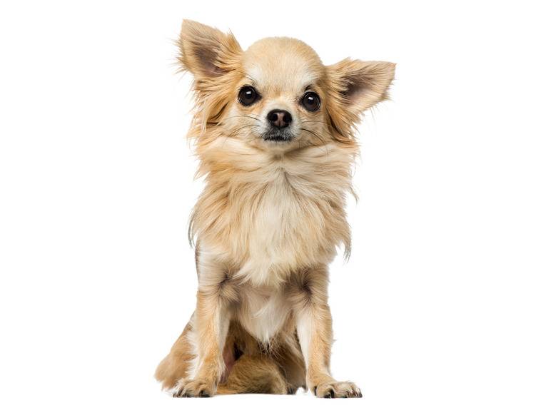 zoofari® Hundegeschirr, mit Zugkraftverteilung auf den Brustkorb Preisnachlass