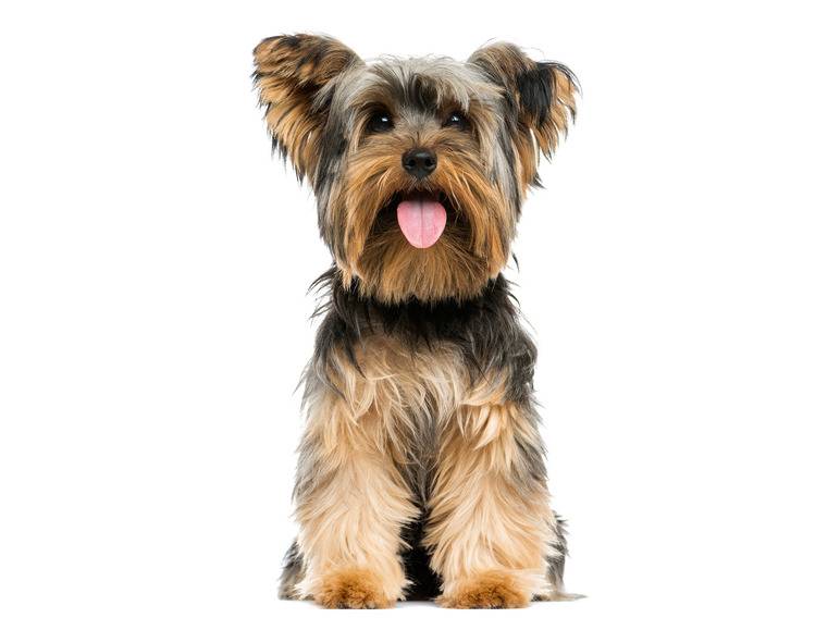 zoofari® Hundegeschirr, mit Zugkraftverteilung auf den Brustkorb Preisnachlass