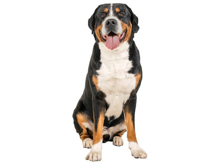 zoofari® Hundegeschirr, mit Klettstickern Black Friday