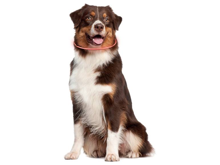 zoofari® LED-Leuchtschlauch Hundehalsband, mit 3 Leuchtfunktionen Blitzangebot