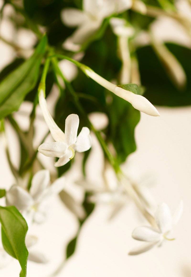 Rituals Rituals HOME PERFUME - SWEET JASMINE PRIVATE COLLECTION - FLORAL - Home fragrance Neueste Mode